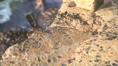 Küçük hakkında deniz yürüme taşıyan kasık biti