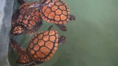 Havuzda bebek kaplumbağalar