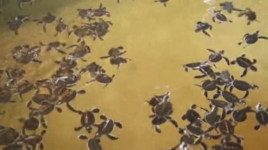 Bir havuzda bebek kaplumbağalar