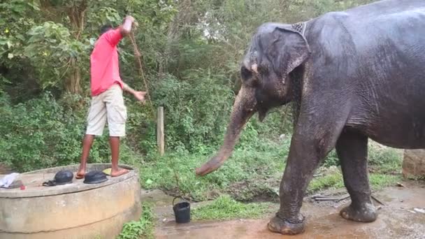 Uomo che dà dell'acqua all'elefante — Video Stock