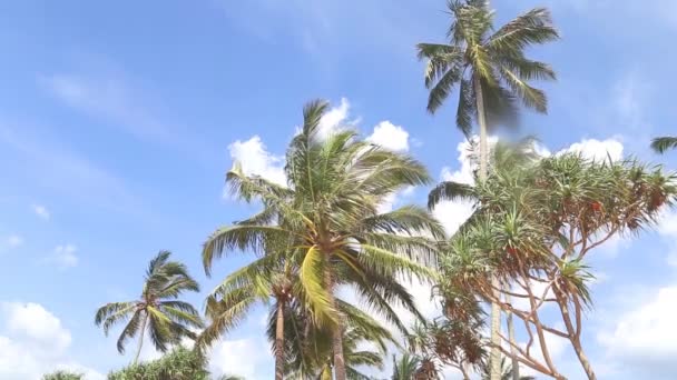 Gökyüzü görünümü ve palmiye ağaçlarının hafif rüzgar ve bulutlar tarafından geçen. — Stok video