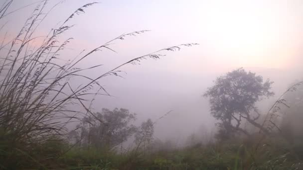 Foggy sunrise on the Little Adam 's Peak — стоковое видео