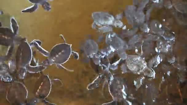 Tartarugas bebés a nadar na piscina — Vídeo de Stock