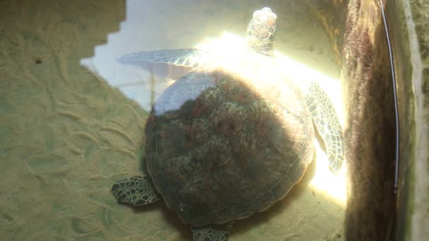 Adult turtle swimming in pool — Stock Video