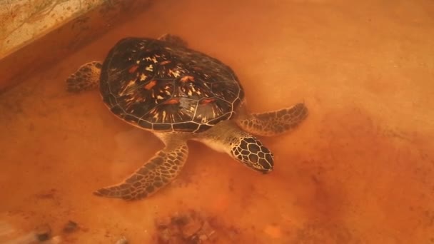 Adult turtle swimming in pool — Stock Video