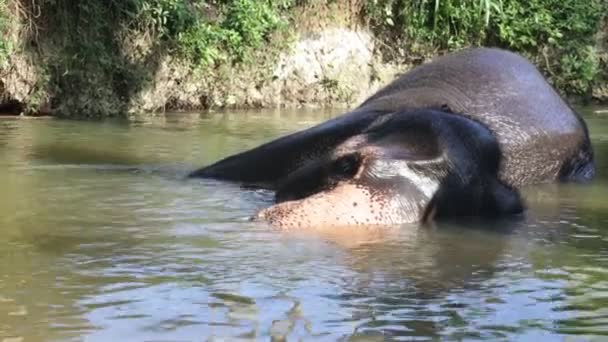 Gajah mandi di sungai. — Stok Video