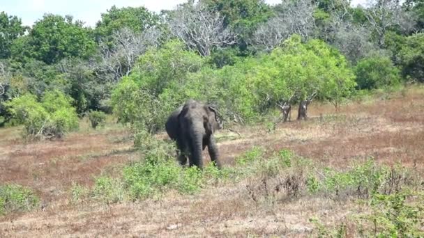 Elefante no Parque Nacional de Yala — Vídeo de Stock