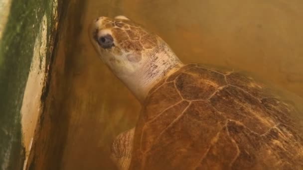 Adult turtle swimming in pool — Stock Video