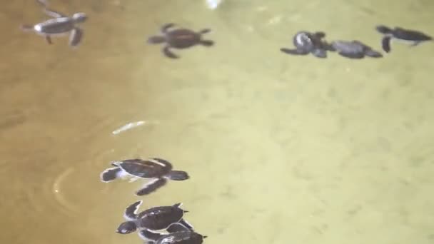 Bebé tortugas nadando en una piscina — Vídeos de Stock