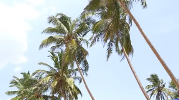 Palmbomen waait in de wind in Mirissa — Stockvideo