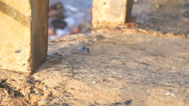 Μικρή καβούρια μεταφέρουν τα πόδια περίπου σε παραθαλάσσια — Αρχείο Βίντεο