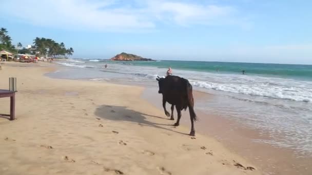 Cow chased by dogs on beach — Stock Video