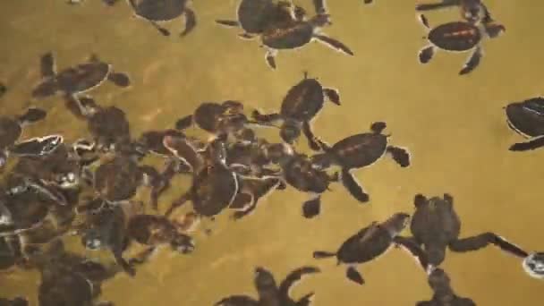 Bebé tortugas nadando en una piscina — Vídeos de Stock