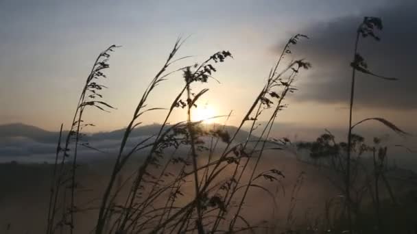 Langes Gras im Wind bei Sonnenaufgang — Stockvideo