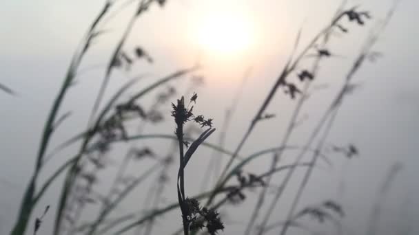 Длинная трава на ветру на восходе солнца — стоковое видео