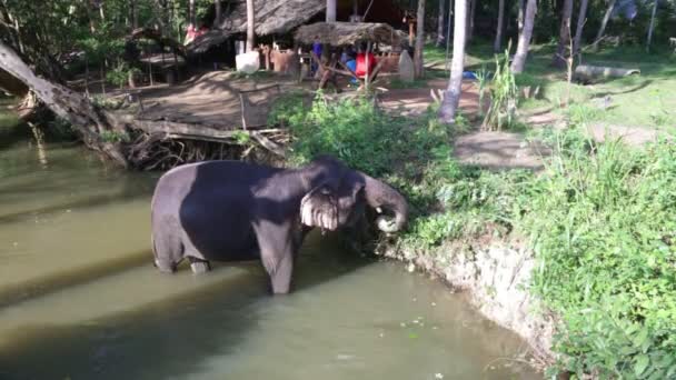 Éléphant debout dans un ruisseau et mangeant des plantes — Video