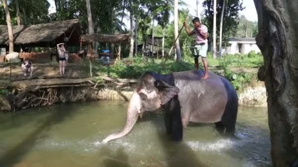 Elefante em fluxo com seu Mahout em suas costas — Vídeo de Stock