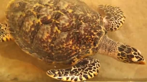 Schildkröte schwimmt im Pool — Stockvideo