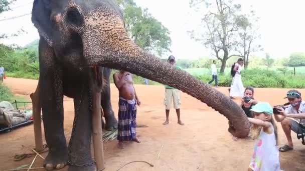 Meisje voederen olifant — Stockvideo