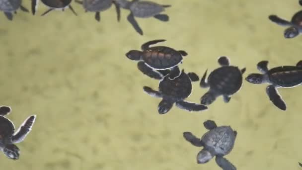 Bébés tortues nageant dans une piscine — Video