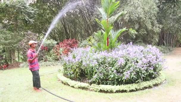 Worker watering flowers — Stock Video