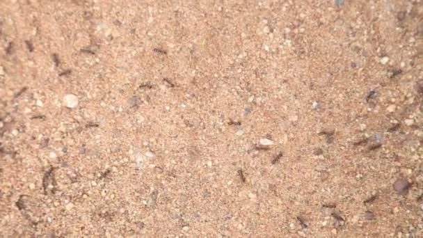 Fourmis se succédant sur sable 