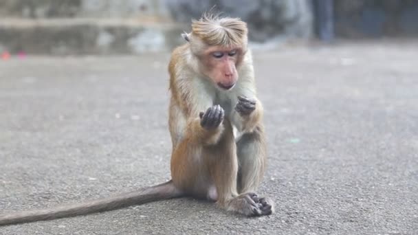 Małpa w pobliżu złota świątynia Dambulla — Wideo stockowe