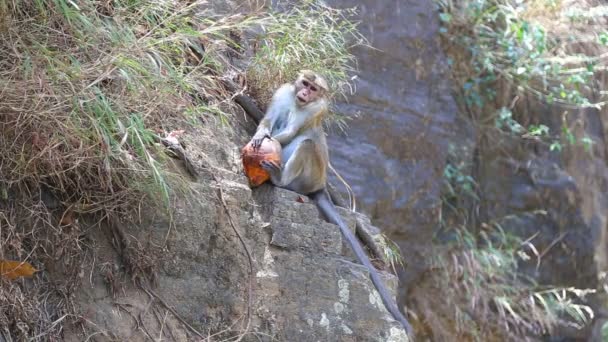 Mono comiendo coco — Vídeo de stock
