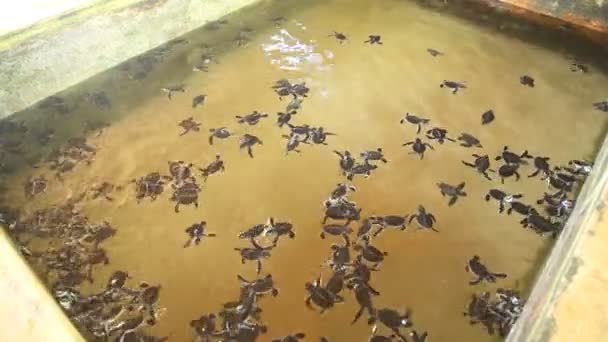 Χελώνες μωρό κολύμβηση σε μια λίμνη — Αρχείο Βίντεο