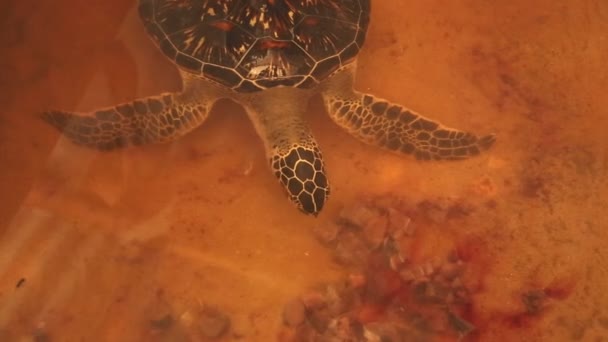 Tortuga adulta nadando en piscina — Vídeos de Stock