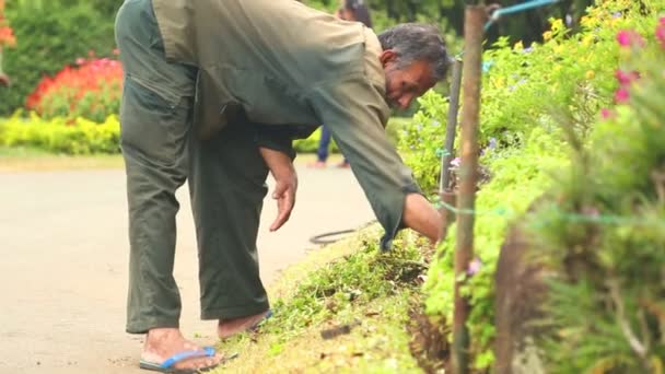 Lucrător care lucrează cu sol și flori — Videoclip de stoc