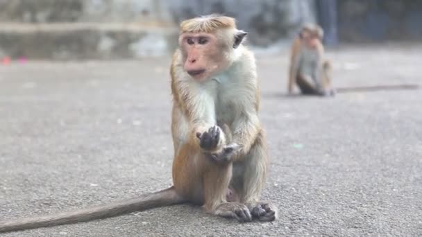 Macaco perto do Templo Dourado — Vídeo de Stock