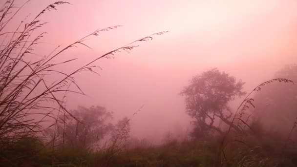 Foggy sunrise on the Little Adam 's Peak — стоковое видео