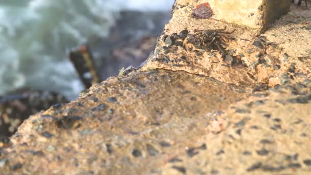 Pequenos caranguejos a andar à beira-mar — Vídeo de Stock