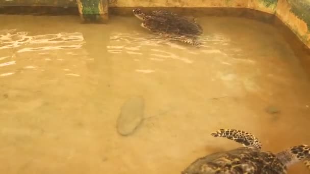 Adult turtle swimming in pool — Stock Video