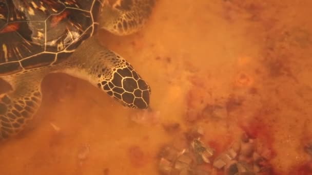 Adult turtle swimming in pool — Stock Video
