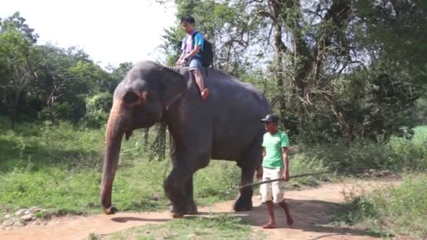 Jazdy na słoniach w przyrodzie w Sigiriya — Wideo stockowe
