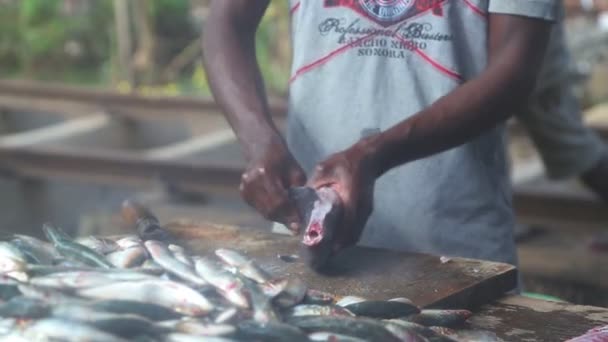 Mann schneidet und putzt Fische — Stockvideo