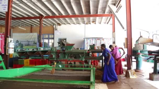 Mujeres trabajando en una máquina en la fábrica de té — Vídeo de stock