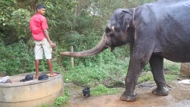 Man die geeft olifant wat water — Stockvideo