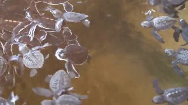 Baba teknősök úszni egy medencében — Stock videók