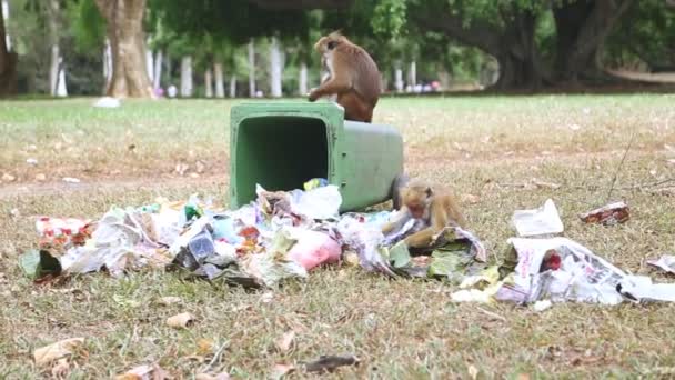 Dois macacos a vasculhar a lata do lixo. — Vídeo de Stock