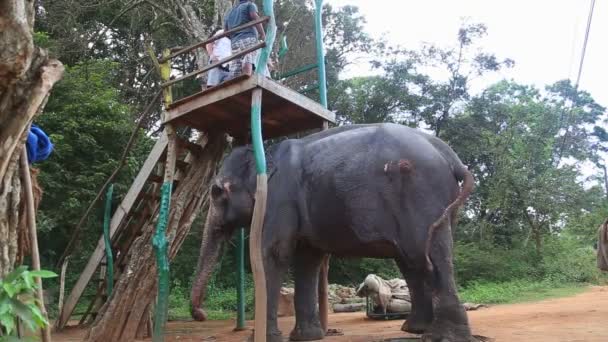 Menschen, die in Sigiriya auf einem Elefanten reiten wollen — Stockvideo