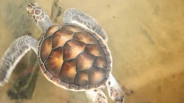 Schildkröte schwimmt im Pool — Stockvideo