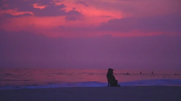 Perro sentado mirando las olas — Vídeo de stock