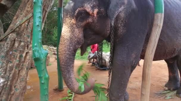 Plantes mangeant des éléphants 