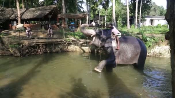 Słoń w strumień z jego Mahout na grzbiecie — Wideo stockowe