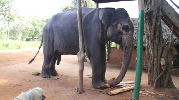 Olifant eten banaan kofferbak — Stockvideo