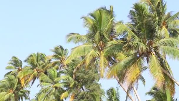 Palmeras soplando en el viento en Mirissa — Vídeo de stock