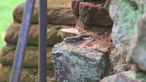 Beskåda av ödla i Sigiriya — Stockvideo